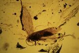 Fossil Fly (Diptera) In Baltic Amber #109389-1